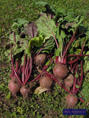 Rote Beete
